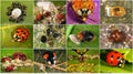 Ladybugs are natural enemies of aphids and scale insects Royalty Free Stock Photo