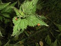 Ladybugs on nettle Royalty Free Stock Photo