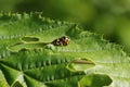 Ladybugs for the occupation of procreation