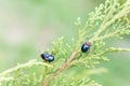 Ladybugs in ourdoors , Insect on the tree