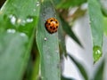 Ladybug or Coelophora inaequalis Royalty Free Stock Photo
