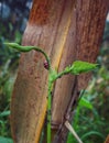 Ladybugs are pests of long bean plants during their growth period Royalty Free Stock Photo