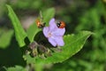 Ladybugs on purple spring flower, green leaves background Royalty Free Stock Photo