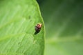 Ladybug with black and yellow spots on orange above green leaves