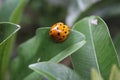 Ladybug with black and yellow spots on orange above green leaves