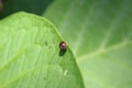 Ladybug with black and yellow spots on orange above green leaves