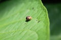 Ladybug with black and yellow spots on orange above green leaves