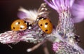 Ladybugs sit on thistle flowers