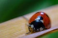 Ladybugs are small insects, generally between 1 and 10 mm Royalty Free Stock Photo