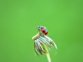 Ladybugs Royalty Free Stock Photo