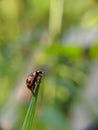 ladybugs are sunbathing in the morning Royalty Free Stock Photo
