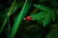 Ladybugs Royalty Free Stock Photo