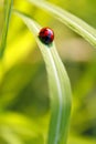 Ladybug walking up on the grass
