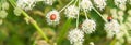 Ladybugs on white wildflowers. Summer meadow with flowers and insects - macro