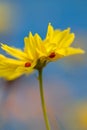 Ladybugs and Yellow flower