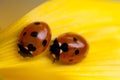 Ladybugs on yellow leaf Royalty Free Stock Photo