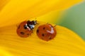 Ladybugs on yellow leaf Royalty Free Stock Photo