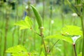 Ladyfinger plant with leaf and greanness bacground. Royalty Free Stock Photo