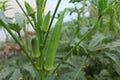 Ladyfingers on plant Royalty Free Stock Photo