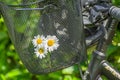 Ladys bicycle wheel and basket details with white daisy
