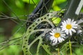 Ladys bicycle wheel and basket details with white daisy