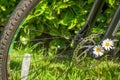 Ladys bicycle wheel and basket details with white daisy