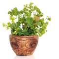 Ladys Mantle Herb Royalty Free Stock Photo