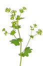 Ladys mantle herb (Alchemilla mollis) Royalty Free Stock Photo