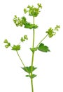 Ladys mantle herb Alchemilla mollis Royalty Free Stock Photo