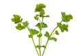 Ladys mantle herb Alchemilla mollis