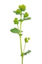 Ladys mantle herb (Alchemilla mollis) isolated on white background