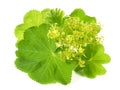 Ladys Mantle Leaves and Blossom - Healthy Nutrition