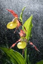 Ladys Slipper Orchid bloom in the pouring rain like snowing. Blossom and water drops. Lady Slipper, Cypripedium calceolus Royalty Free Stock Photo