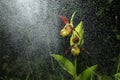 Ladys Slipper Orchid bloom in the pouring rain like snowing. Blossom and water drops like snow. Royalty Free Stock Photo