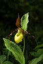 Ladys Slipper Orchid bloom in the rain. Blossom and water drops. Yellow with red petals blooming flower in natural environment.