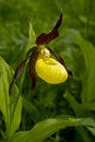 Ladys Slipper Orchid flower