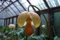 ladys slipper orchid hanging delicately in a greenhouse