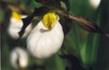 Ladyslipper Royalty Free Stock Photo