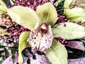 Ladyslipper flower - close up, nature Royalty Free Stock Photo