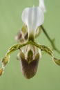 Ladyslipper Orchid Royalty Free Stock Photo