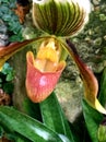 ladyslipper orchid Royalty Free Stock Photo