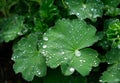 Water drops on a Lady\'s Mantle leaf (Alchemilla) after rain, lotus effect, concept of purity