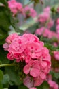 Brussels Belgium. Stunning floral displays in the Geranium Gallery at the The Royal Greenhouses at Laeken. Royalty Free Stock Photo