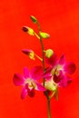 Laelia anceps pink orchids and buds against black background