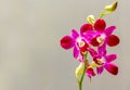 Laelia anceps pink orchids with common flower crab spider