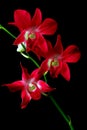 Laelia anceps red orchids against black background Royalty Free Stock Photo