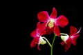 Laelia anceps red orchids against black background Royalty Free Stock Photo