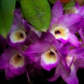 Laelia orchids in nature