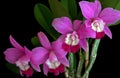 Laeliocattleya Orchid