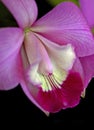 Laeliocattleya Orchid